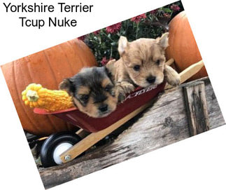 Yorkshire Terrier Tcup Nuke