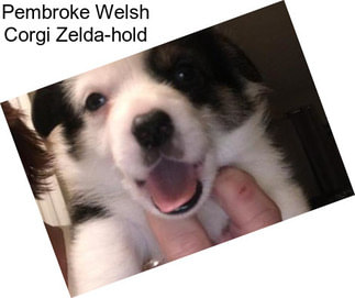 Pembroke Welsh Corgi Zelda-hold