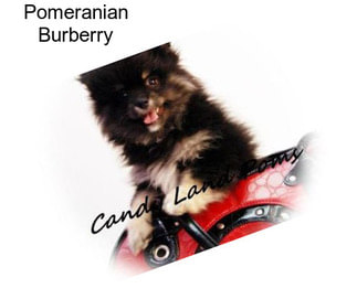 Pomeranian Burberry