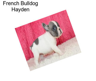 French Bulldog Hayden
