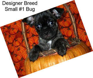 Designer Breed Small #1 Bug