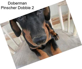 Doberman Pinscher Dobbie 2