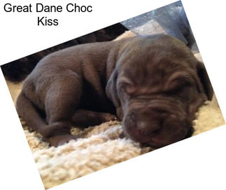 Great Dane Choc Kiss