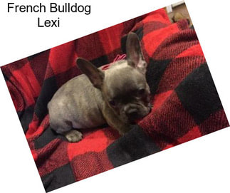 French Bulldog Lexi