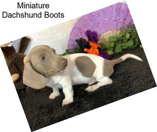 Miniature Dachshund Boots