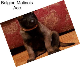 Belgian Malinois Ace