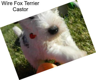 Wire Fox Terrier Castor