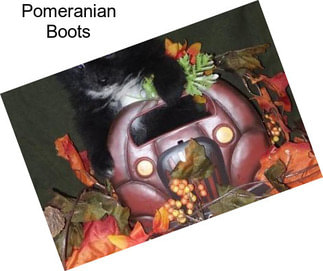 Pomeranian Boots