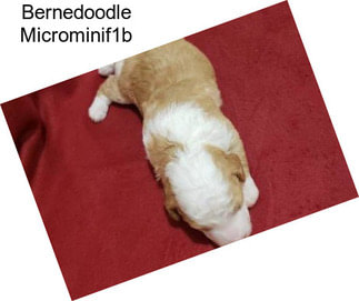 Bernedoodle Microminif1b