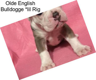 Olde English Bulldogge *lil Rig