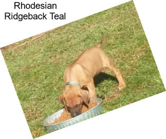 Rhodesian Ridgeback Teal