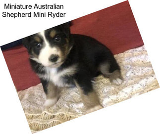 Miniature Australian Shepherd Mini Ryder