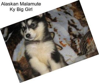 Alaskan Malamute Ky Big Girl