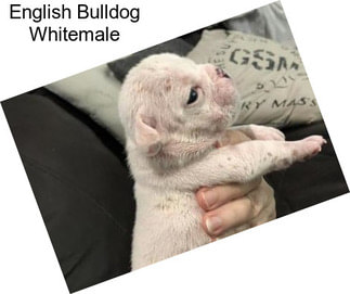 English Bulldog Whitemale