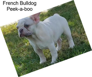 French Bulldog Peek-a-boo