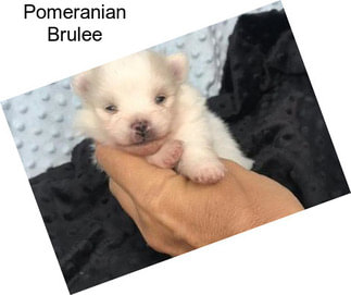 Pomeranian Brulee