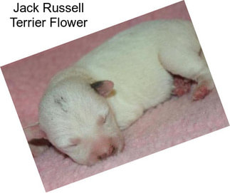 Jack Russell Terrier Flower