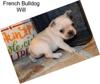 French Bulldog Will