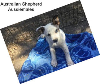 Australian Shepherd Aussiemales
