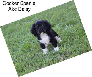 Cocker Spaniel Akc Daisy