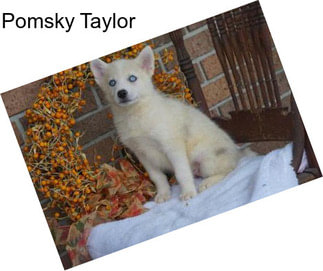 Pomsky Taylor