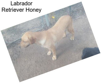 Labrador Retriever Honey
