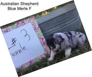 Australian Shepherd Blue Merle F