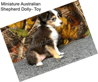 Miniature Australian Shepherd Dolly- Toy