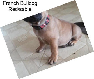 French Bulldog Red/sable