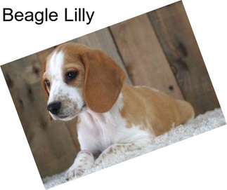 Beagle Lilly
