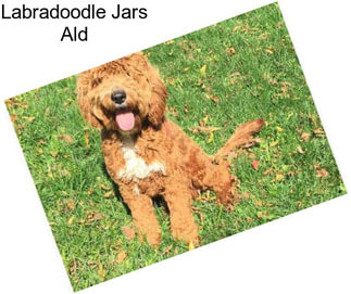 Labradoodle Jars Ald