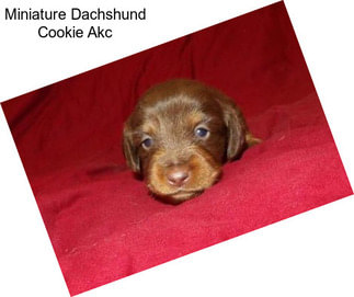 Miniature Dachshund Cookie Akc