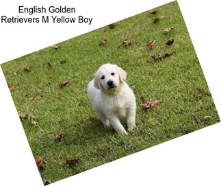 English Golden Retrievers M Yellow Boy