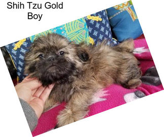 Shih Tzu Gold Boy