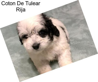 Coton De Tulear Rija