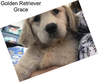 Golden Retriever Grace