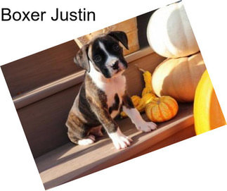 Boxer Justin