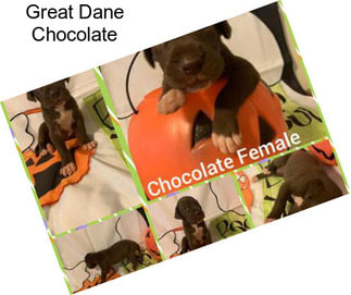 Great Dane Chocolate