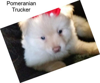 Pomeranian Trucker
