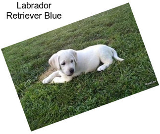 Labrador Retriever Blue