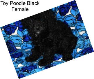 Toy Poodle Black Female