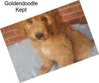 Goldendoodle Kept