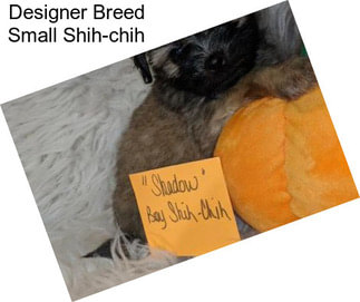 Designer Breed Small Shih-chih