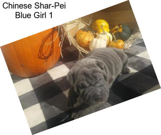 Chinese Shar-Pei Blue Girl 1