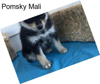 Pomsky Mali