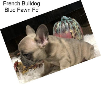 French Bulldog Blue Fawn Fe