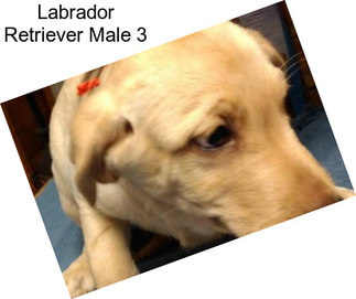 Labrador Retriever Male 3