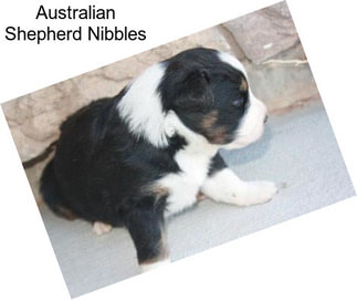 Australian Shepherd Nibbles