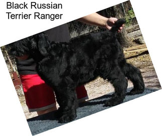 Black Russian Terrier Ranger