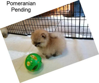 Pomeranian Pending